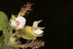 Hairy lespedeza